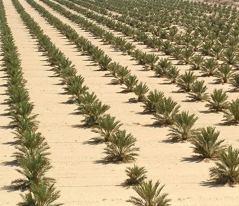 Desert watering.jpg