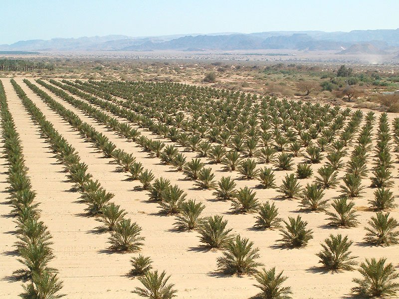 Desert and Irrigation