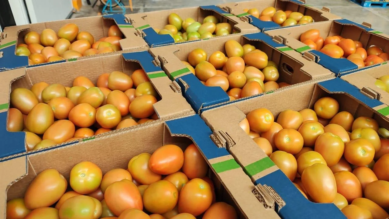 Cajas de tomates en un almacén o mercado agrícola.