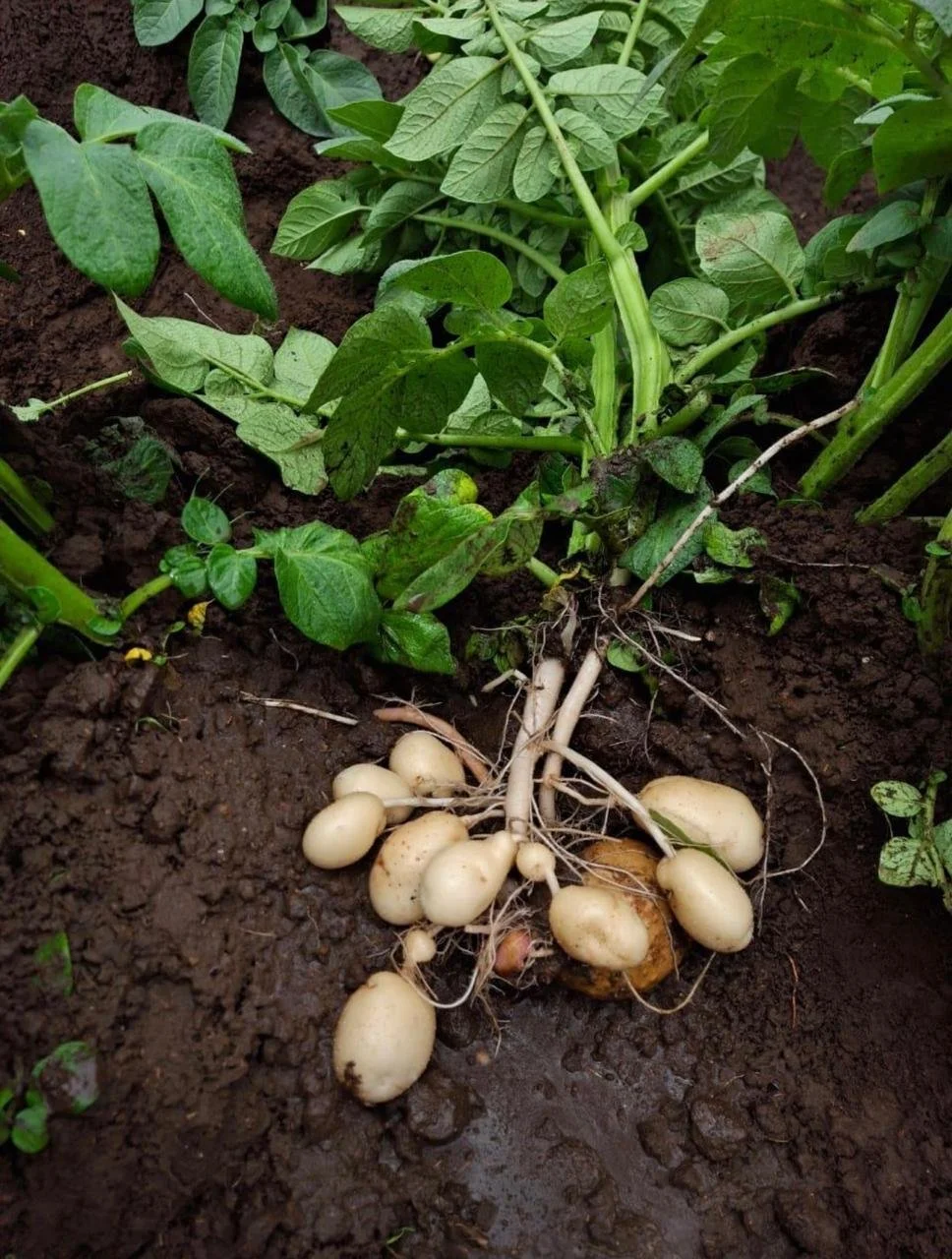 Brote de papas plantadas en la tierra con hojas verdes.