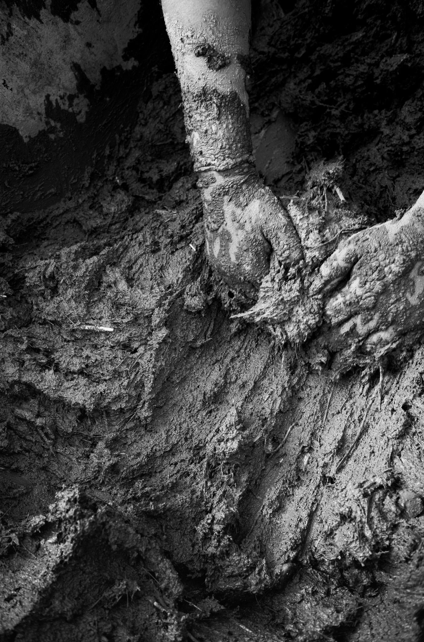 Building Homes from Adobe (2025)