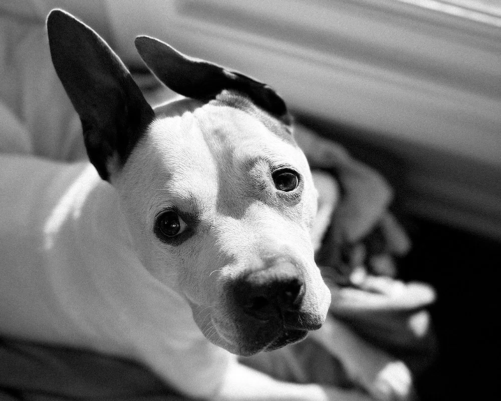 A picture of a white American Staffordshire Terrier with gray ears, a gray nose and big eyes looking up into the camera.