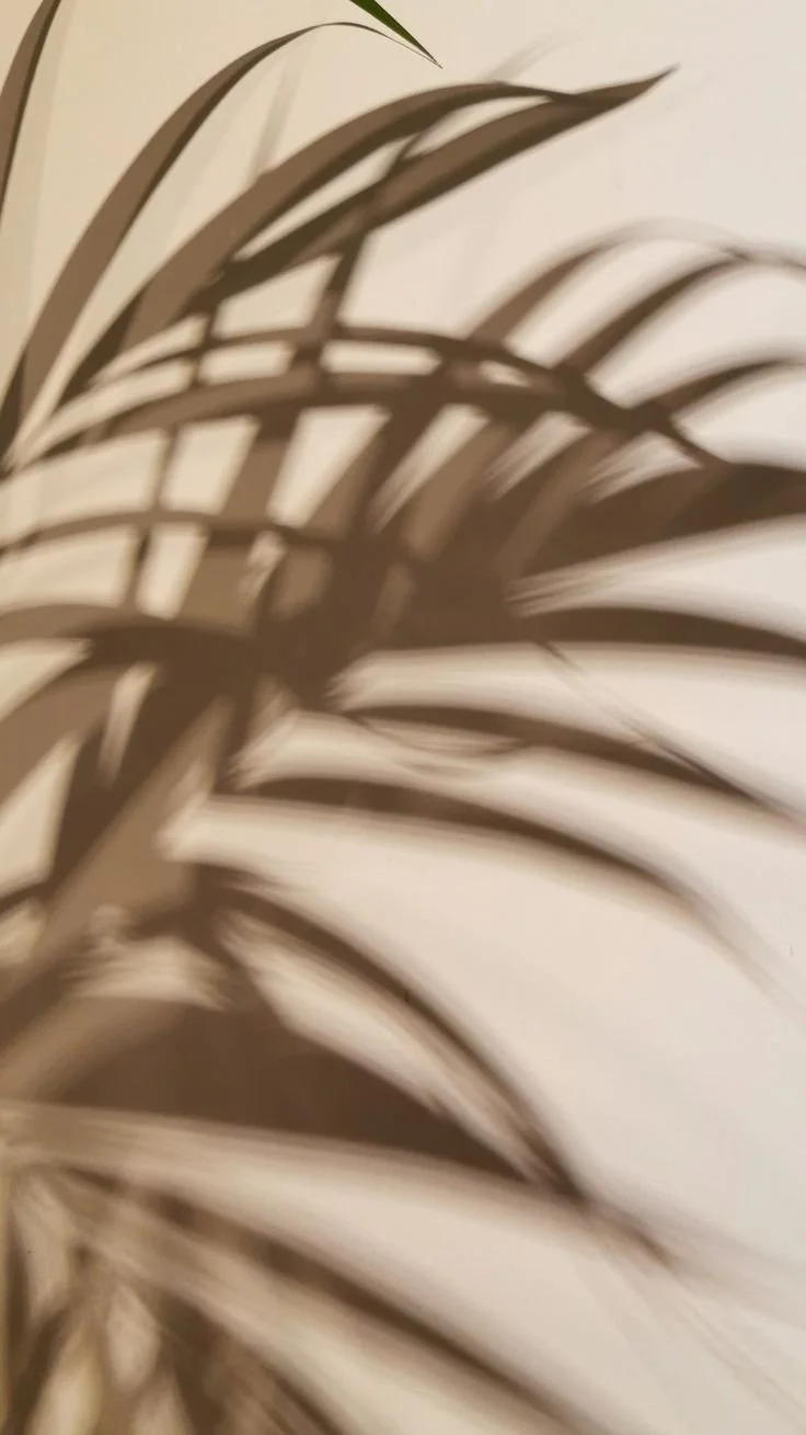 Blurry close-up of palm tree leaves against a light background.