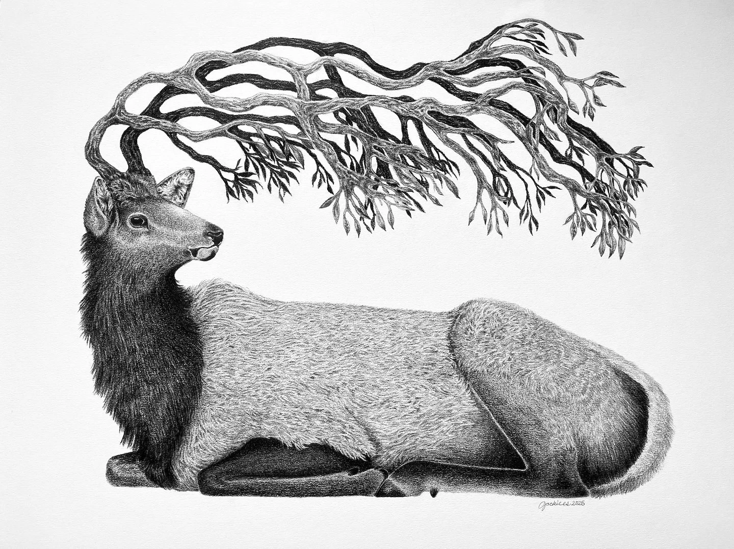 Black and white drawing of a deer with antlers that resemble tree branches