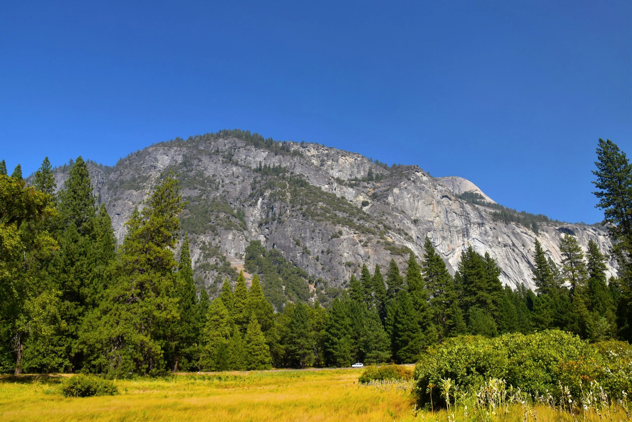A scenic landscape showing a grassy meadow with wildflowers, tall pine trees, and a mountain with rocky cliffs under a clear blue sky.