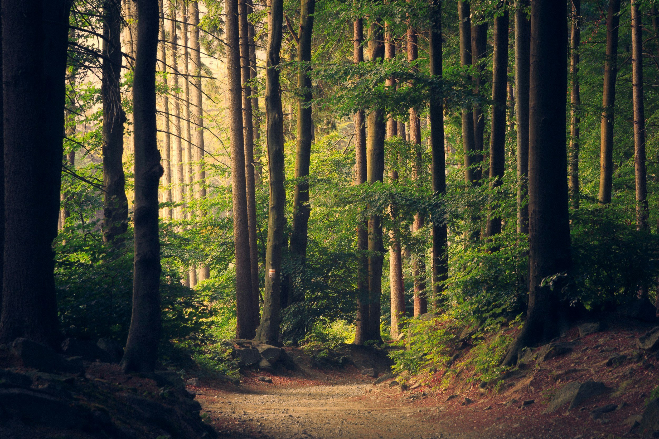 A dirt path running through a dense green forest with tall trees and sunlight filtering through the leaves.