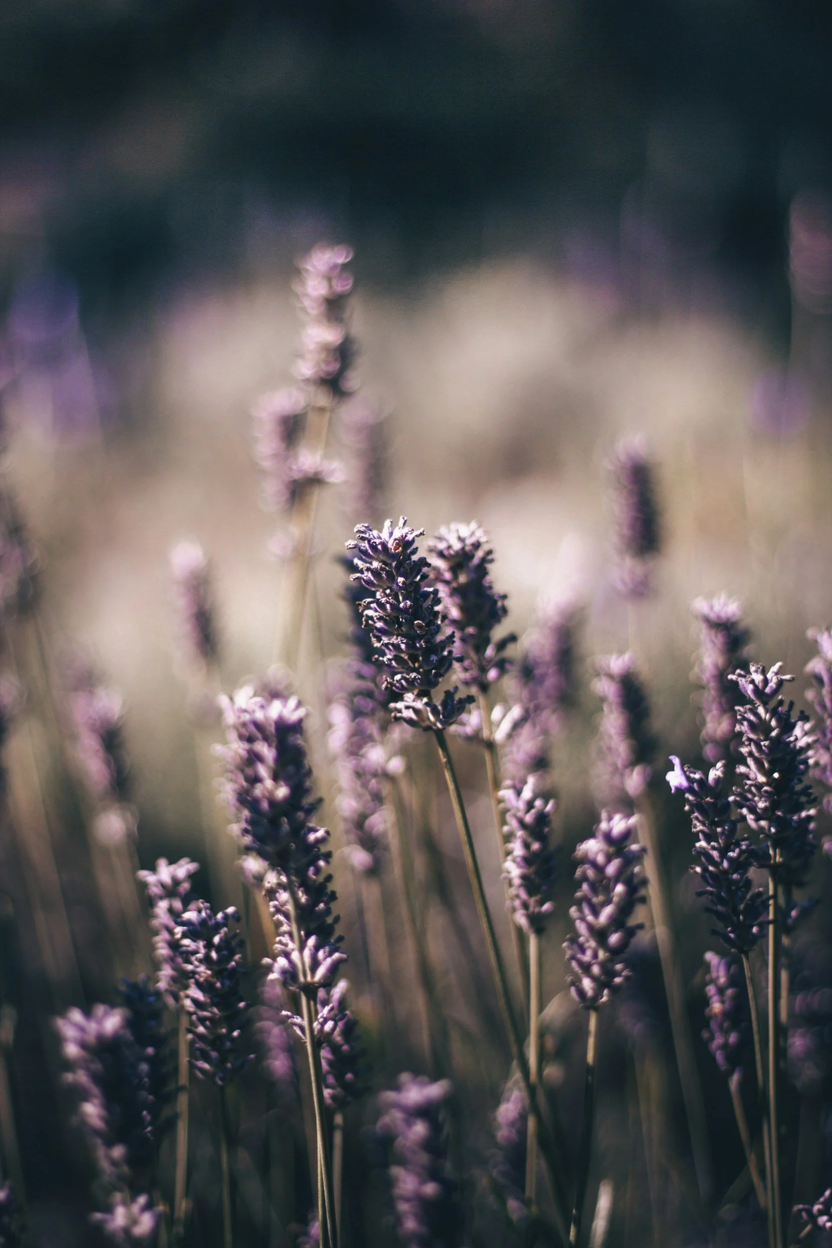 Lavender flower for natural sleep support and peaceful renewal
