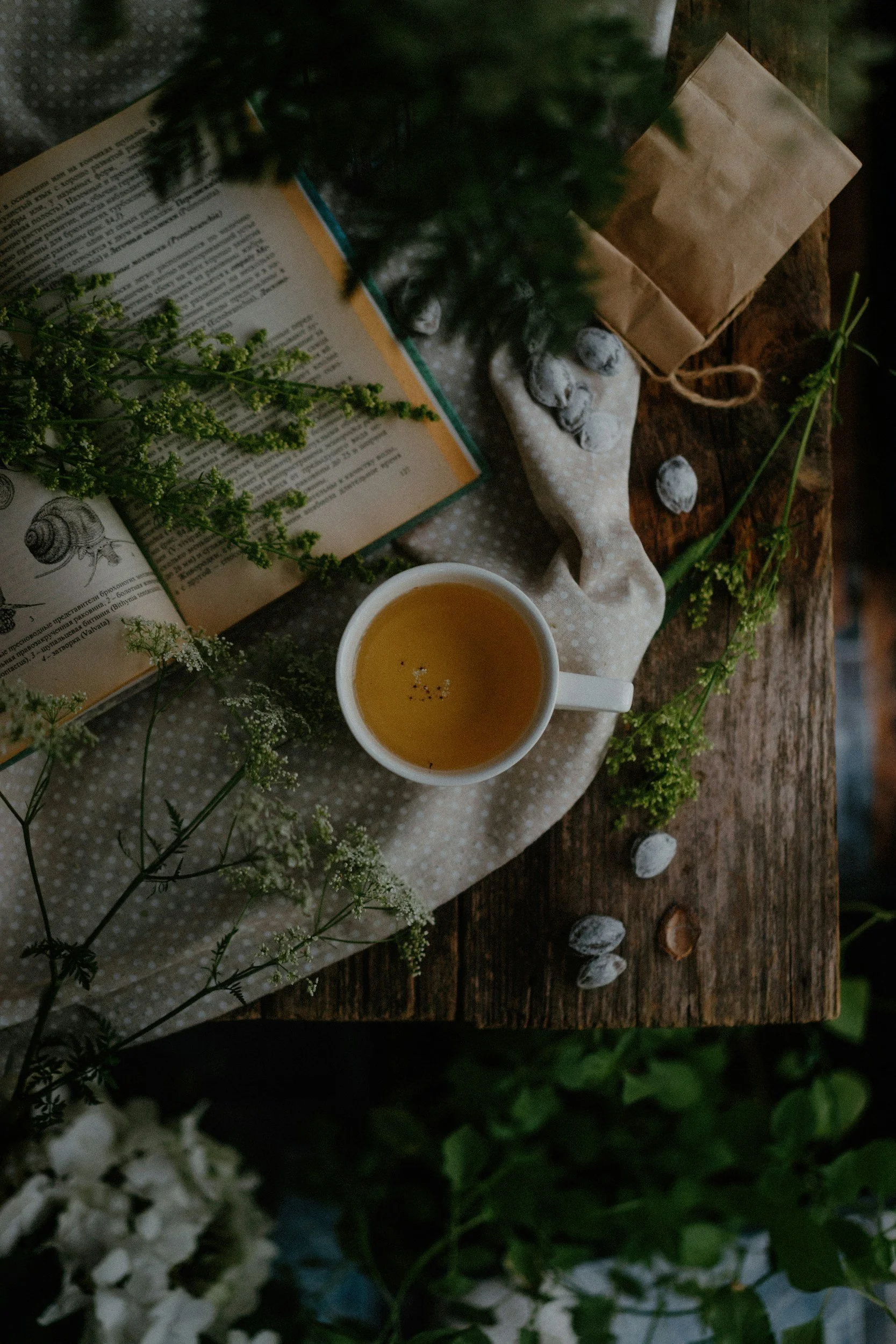 PINE NEEDLES - HOW FOREST MEDICINE WORKS FOR ANXIETY &amp; OVERWHELM
