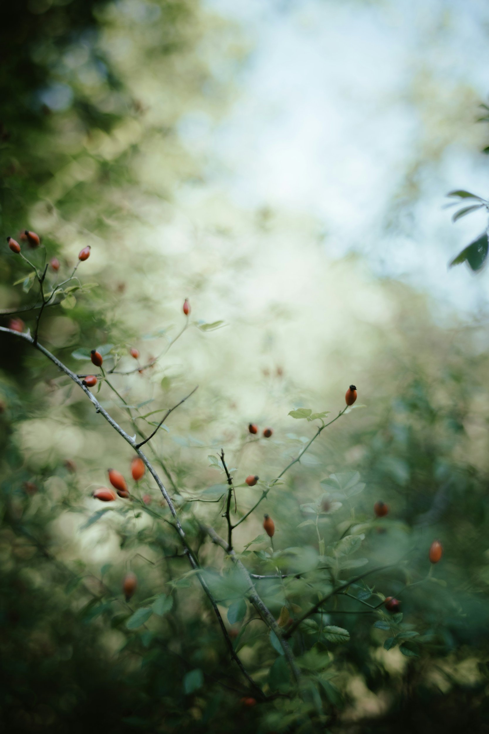 A close-up of a plant with small orange berries and green leaves, blurred background of green foliage.