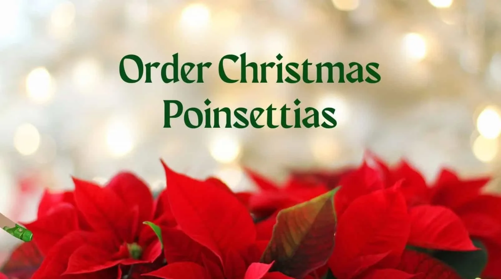 Order Christmas Poinsettias
