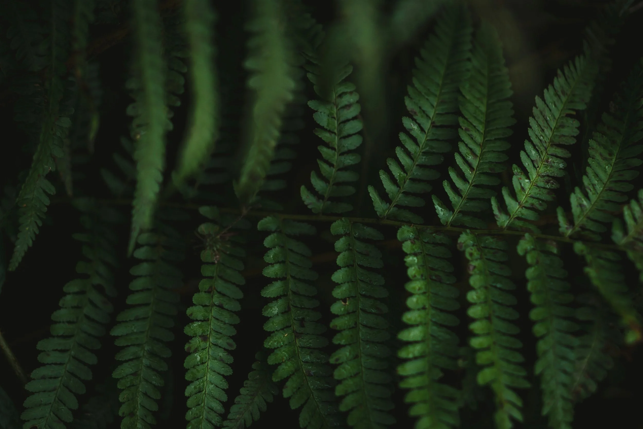 Close-up of green fern leaves with detailed fronds in a dense, lush foliage setting.