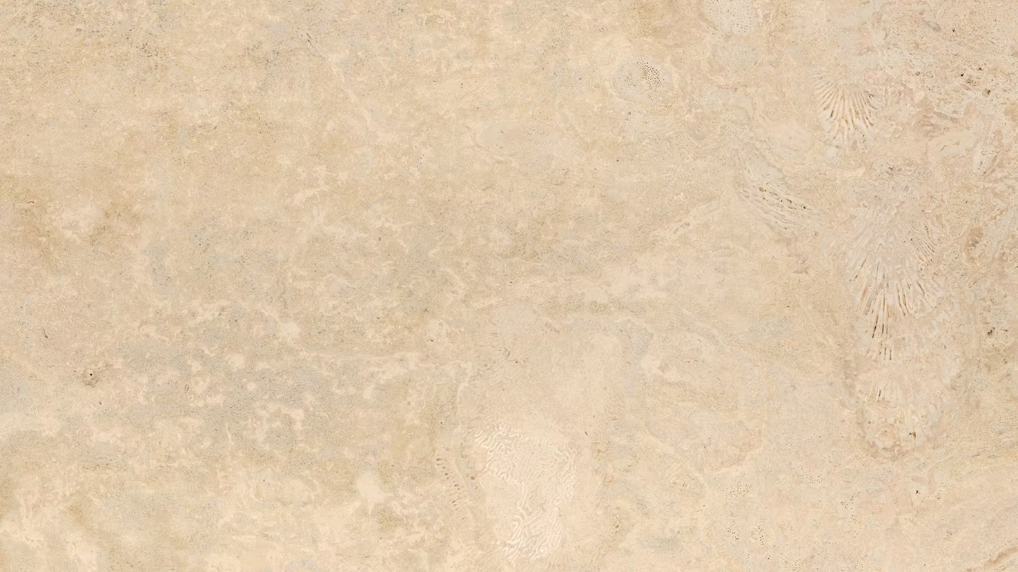 Sea Coral Travertine