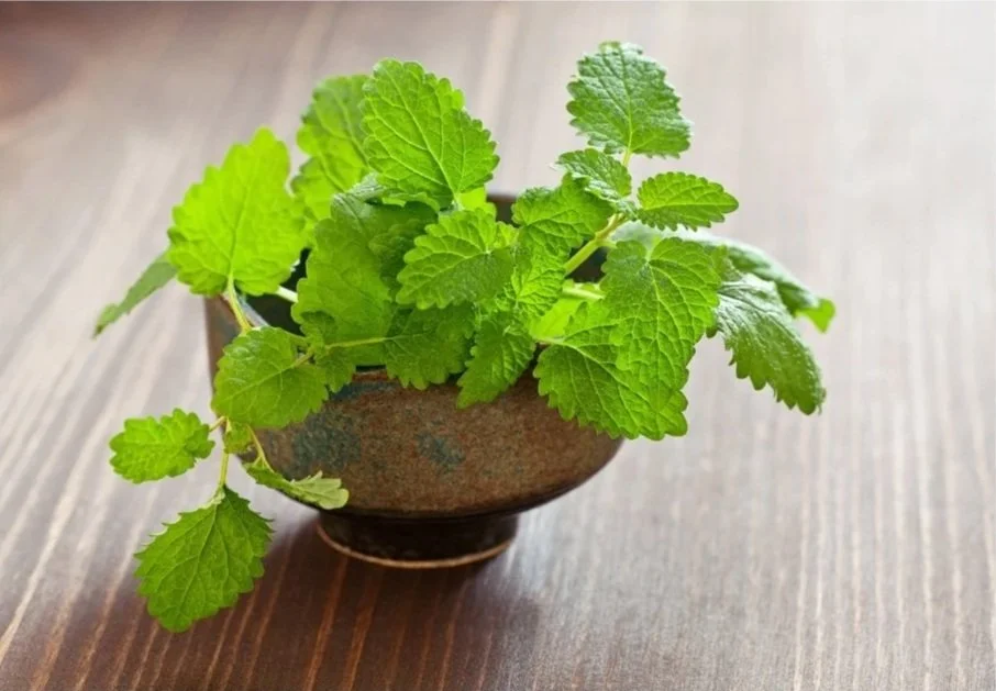 Lemon Balm: Melissa Officinalis