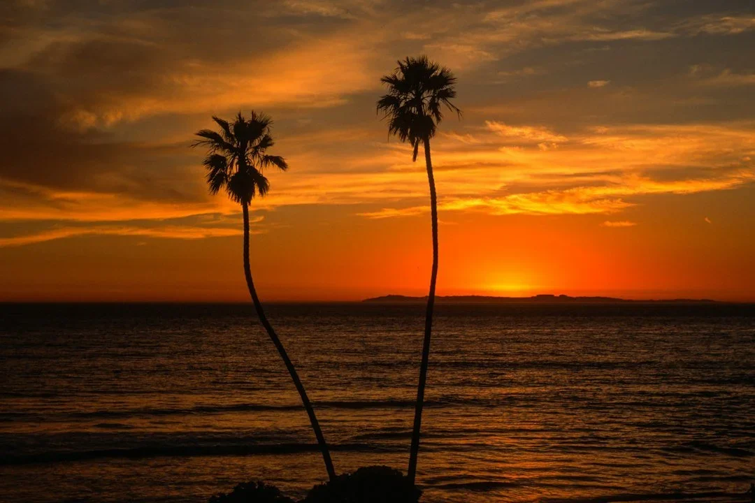 Palm trees silhouetted against an orange sunset in Orange County, California