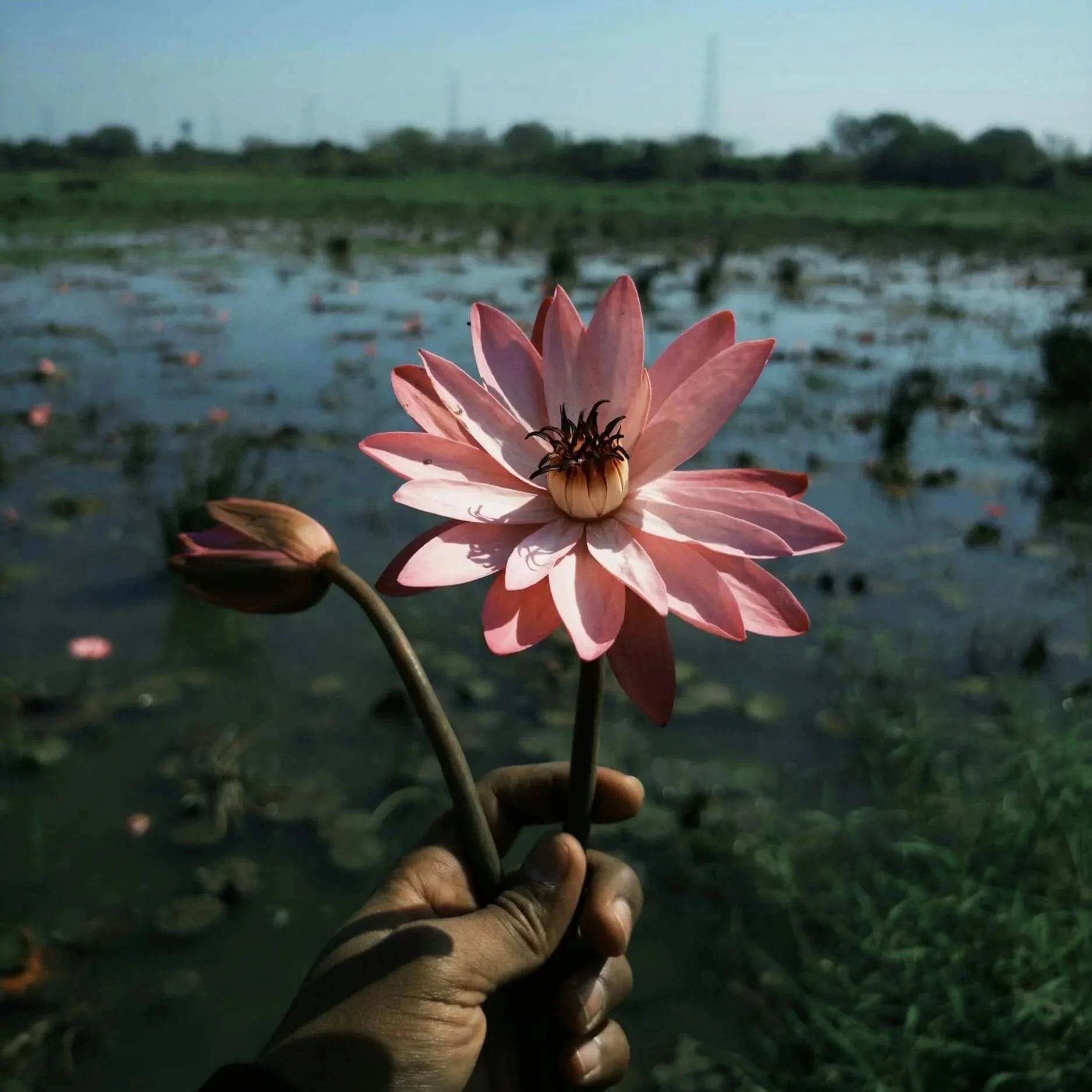 pink flower representing calm during stimulant detox orange county