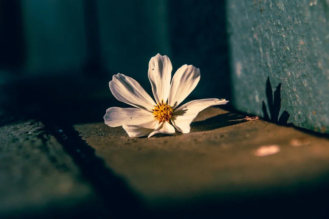 flower representing rst and relaxation during oxycodone detox