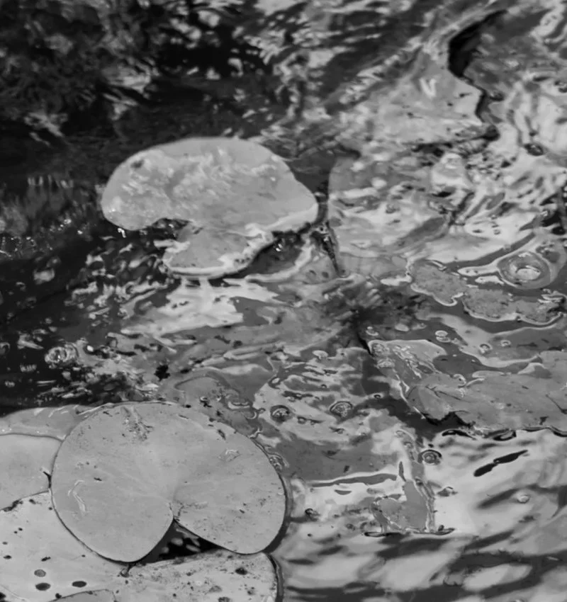 the leaves collection