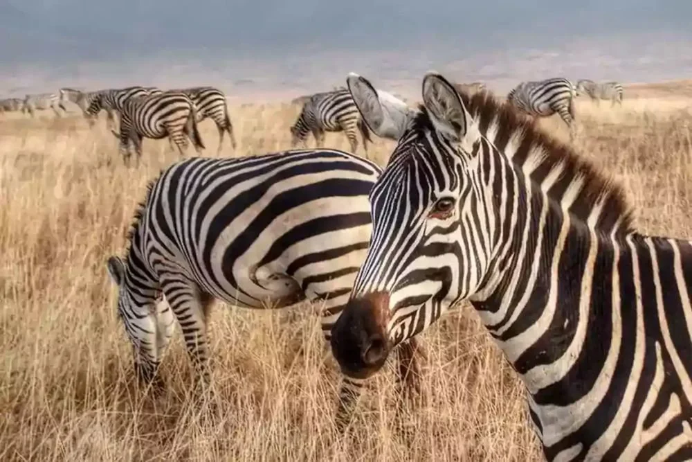 Jaynevy Tours, Moshi, Kenya - private safaris, airport transfers, and custom East Africa trave