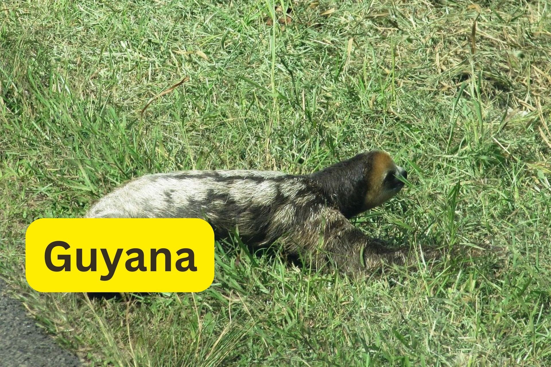 guyana with text.jpg