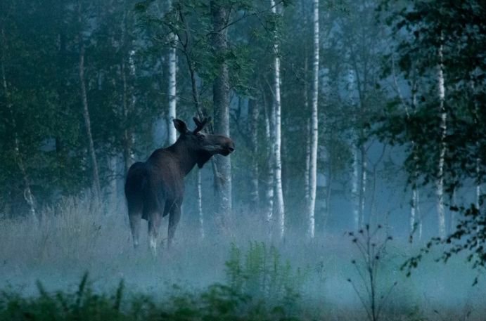 Wild Sweden - wildlife adventures