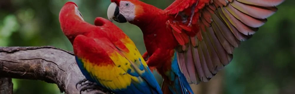 Scarlet Macaw Tour with Maya Adventure Tours