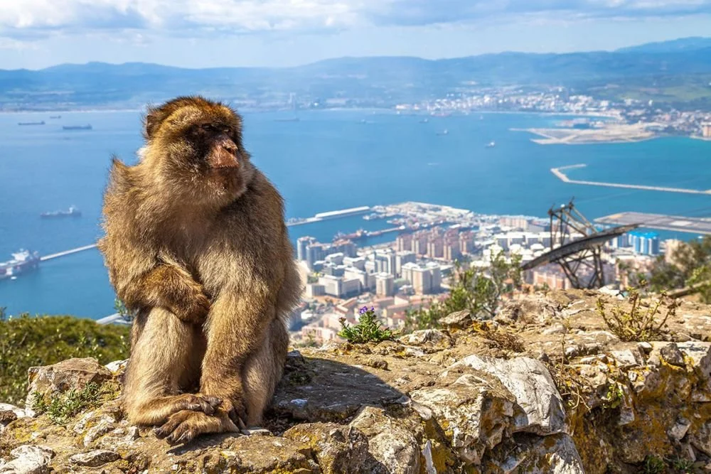 Tours of Gibraltar - https://www.toursofgibraltar.com/https://www.toursofgibraltar.com/