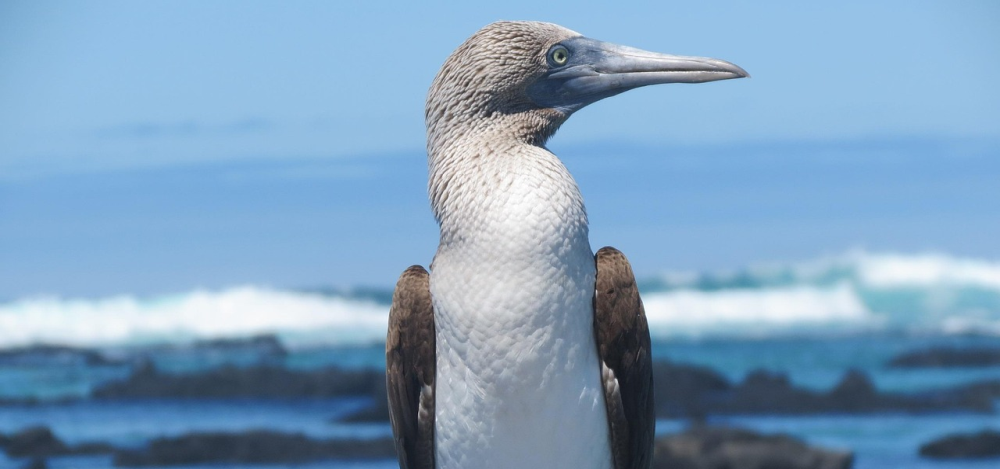 ShuttlesA2B - Visit Ecuador & The Galapagos