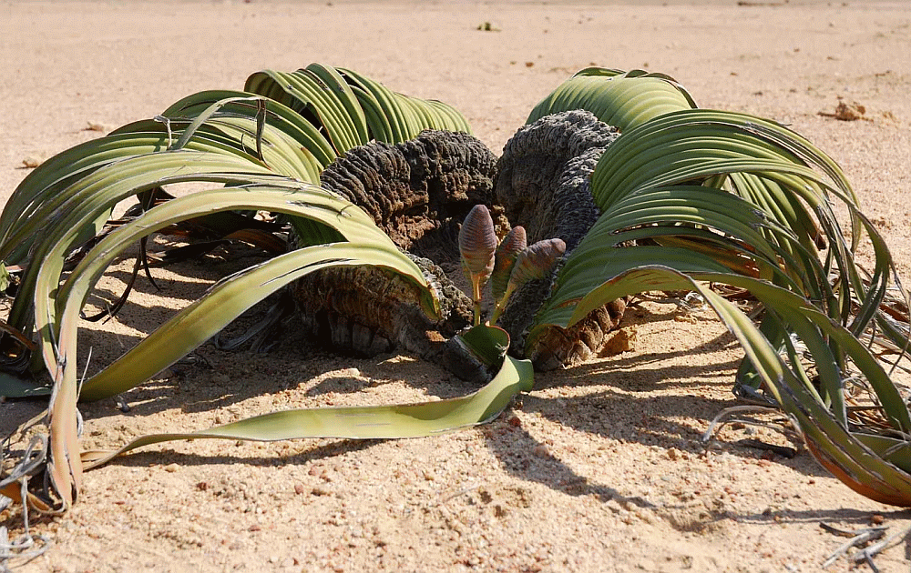 Welwitschia Shuttle Services