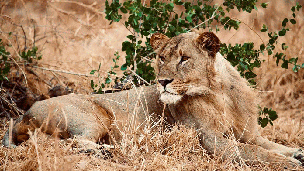 Kibowhy Safaris,, Arusha, Tanzania.gif