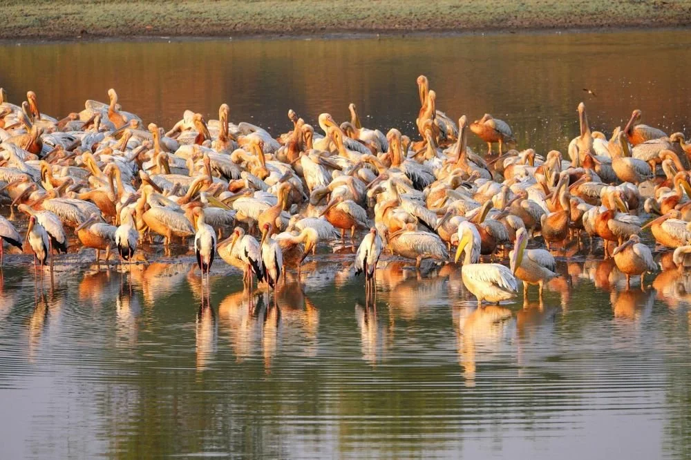 explore Zambia (ShuttlesA2B)
