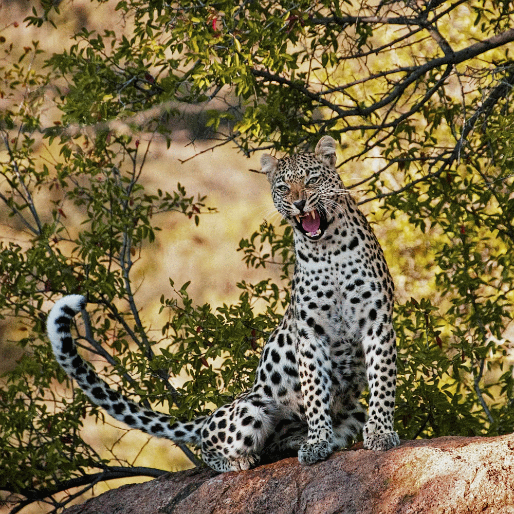 Sri Lankan leopard - Lanka Tour Host