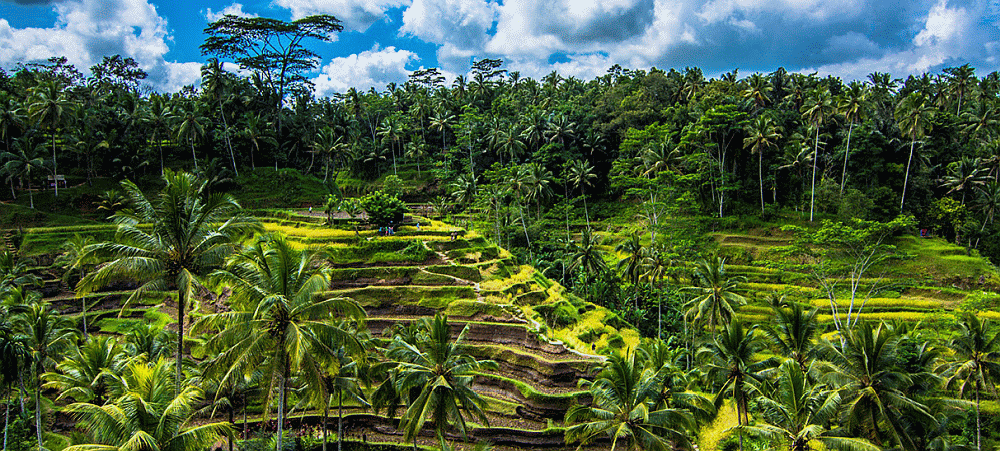 Bali Tour Local - balitourlocal.com.gif