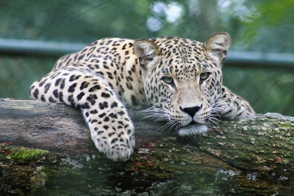 Safari Soles Tours - Arusha, Tanzania.gif
