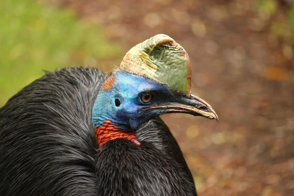Sunrise Adventure Cruises - PNG expedition cruises