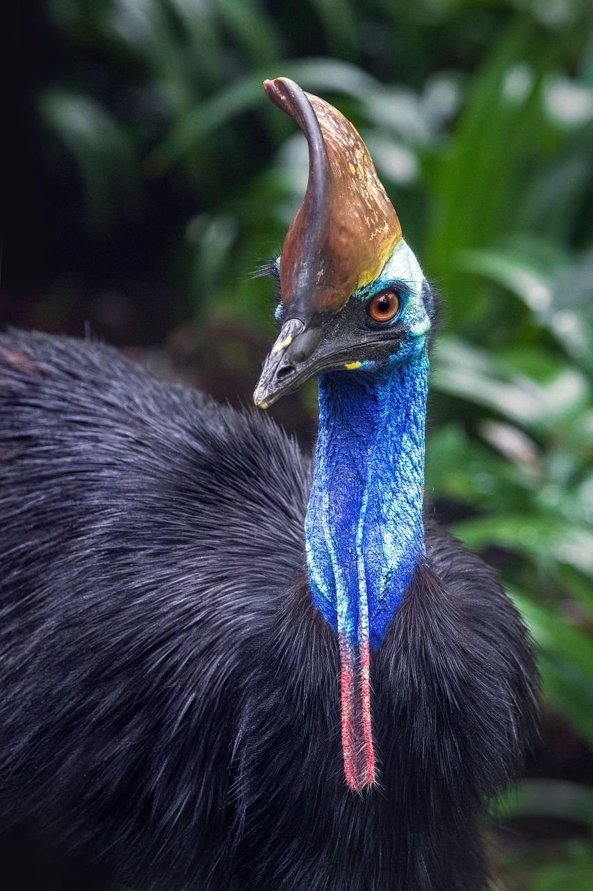 The Cassowary of Tropical North Queensland, Australia - ShuttlesA2B