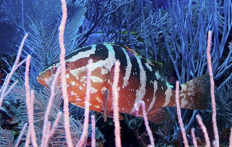 Go Sea Tours in Placencia