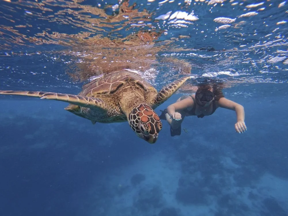 rarotongaturtletours.co.ck Rarotonga Turtle Tours, Cook Islands