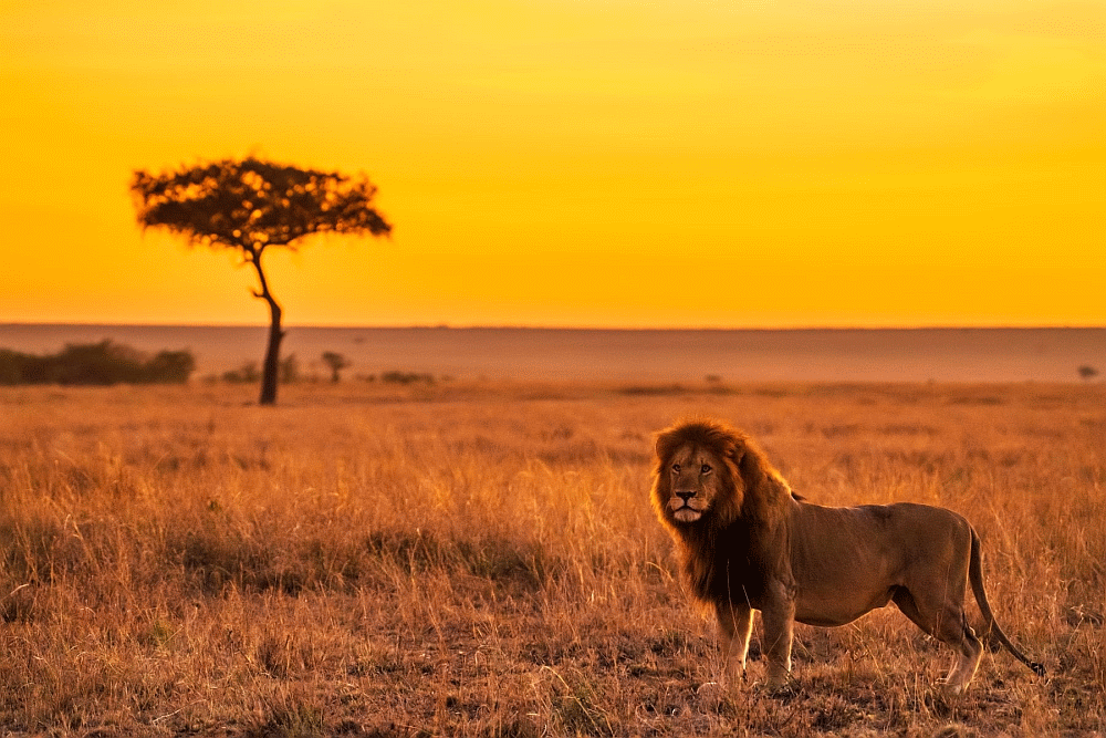 Kenya Safari Magique safari-kenya-magique.com.gif