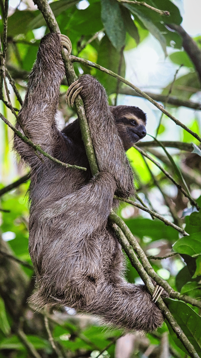 Sloth Travel Costa Rica