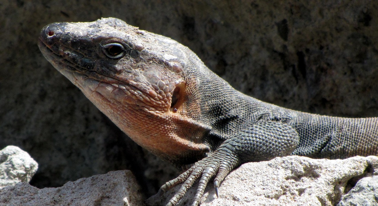 Explore Las Islas Canarias with ShuttlesA2B