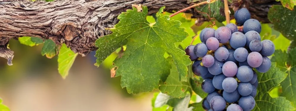 Winetours Moldova - wine‑focused tours, winery transfers, sommelier‑guided experiences
