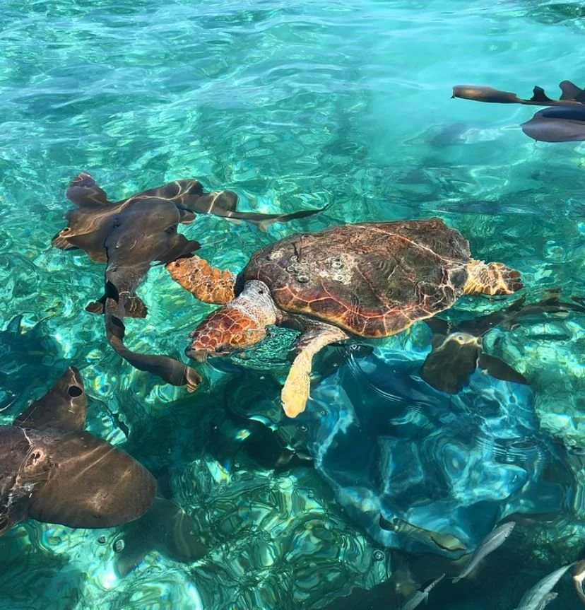 Sea Terra Adventures, Placencia - https://www.seaterrabelize.com/