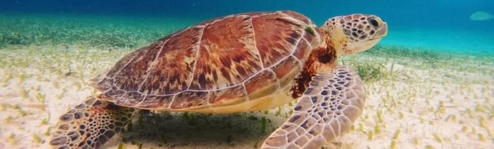 Caye Caulker Reef Friendly Tours - eco-friendly tours to both Hol Chan and Caye Caulker Marine Reserves