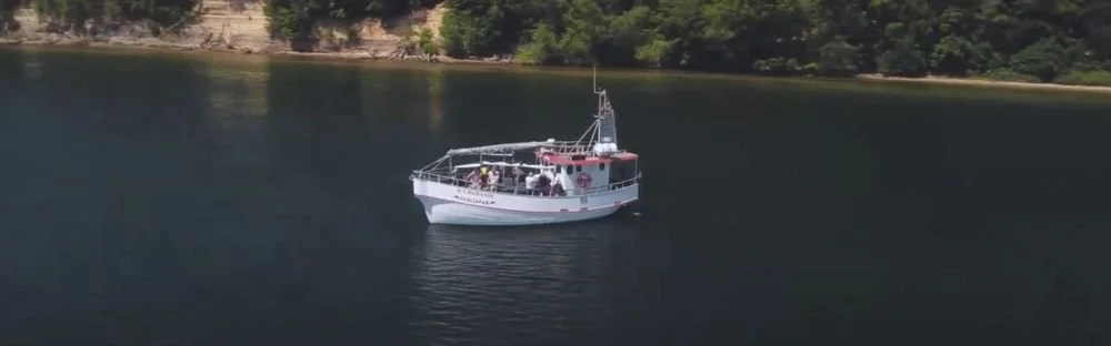 Whale safari - Middelfart