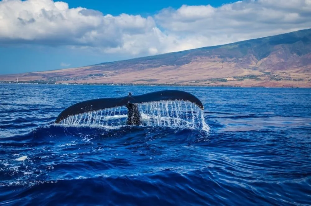 Cap Evasion 974 - whale watching + coastal tours