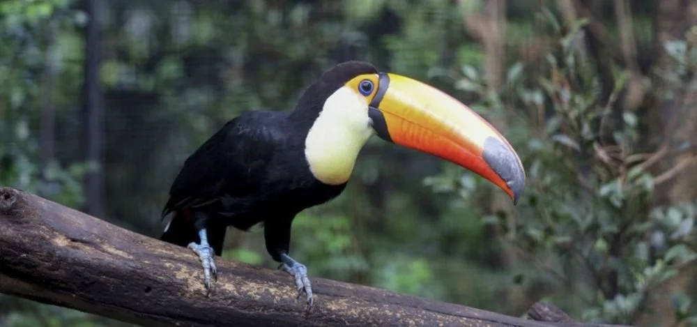 dagron-tours.com Guyana