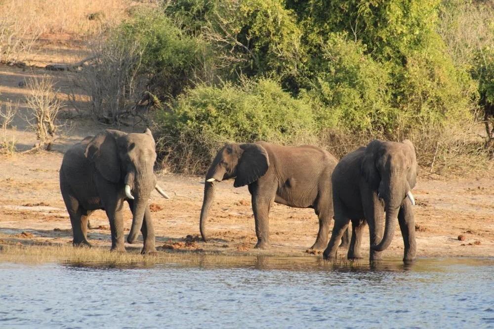 Nekacheya Travel and Tours - Zambia safaris, Victoria Falls trips