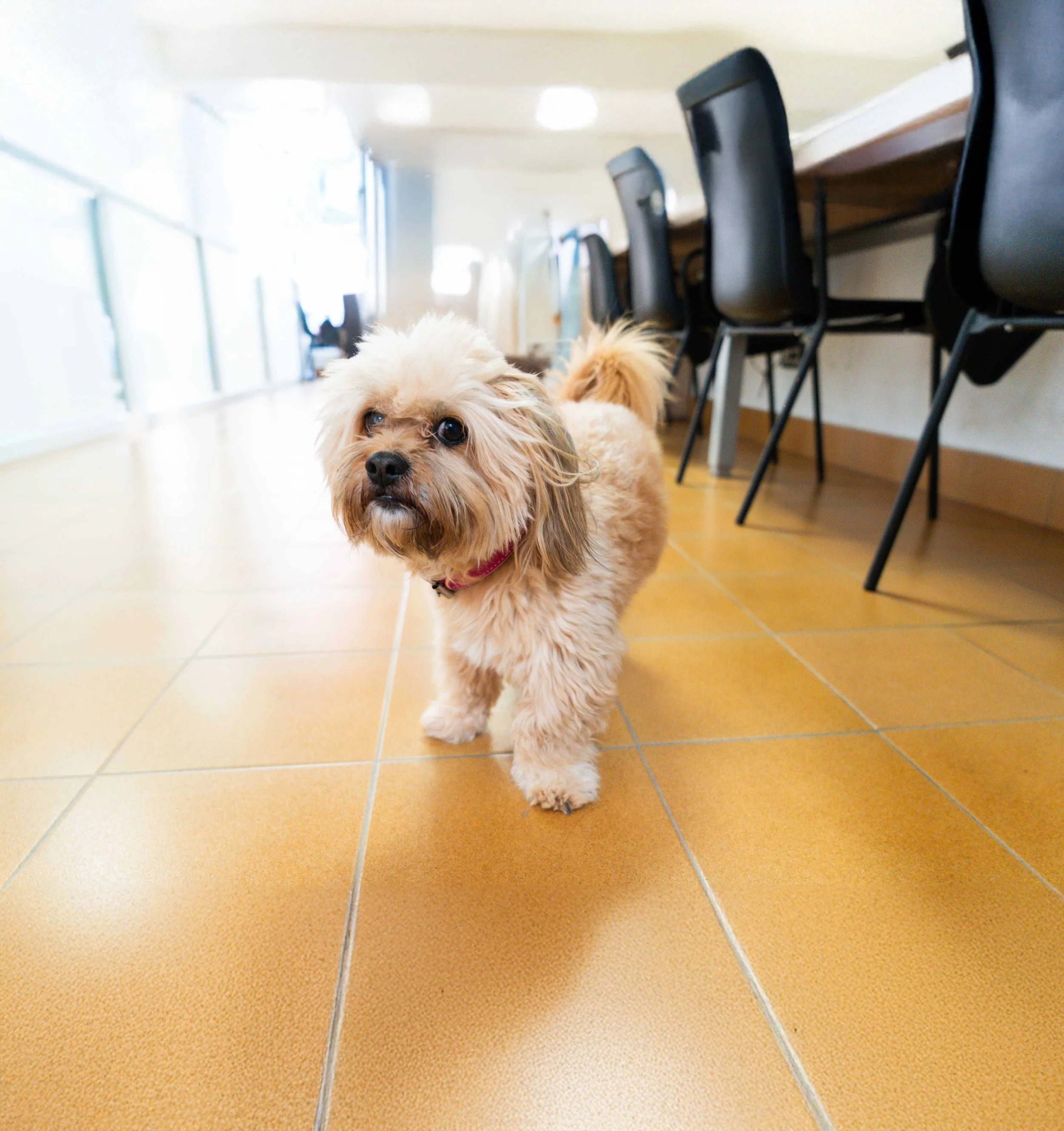 Pelut - Es el perrhijo de la jefa. Solo viene a qué le hagamos caricias, a exigirnos comida y paseos. Es el único, capaz de ablandar a la jefa.