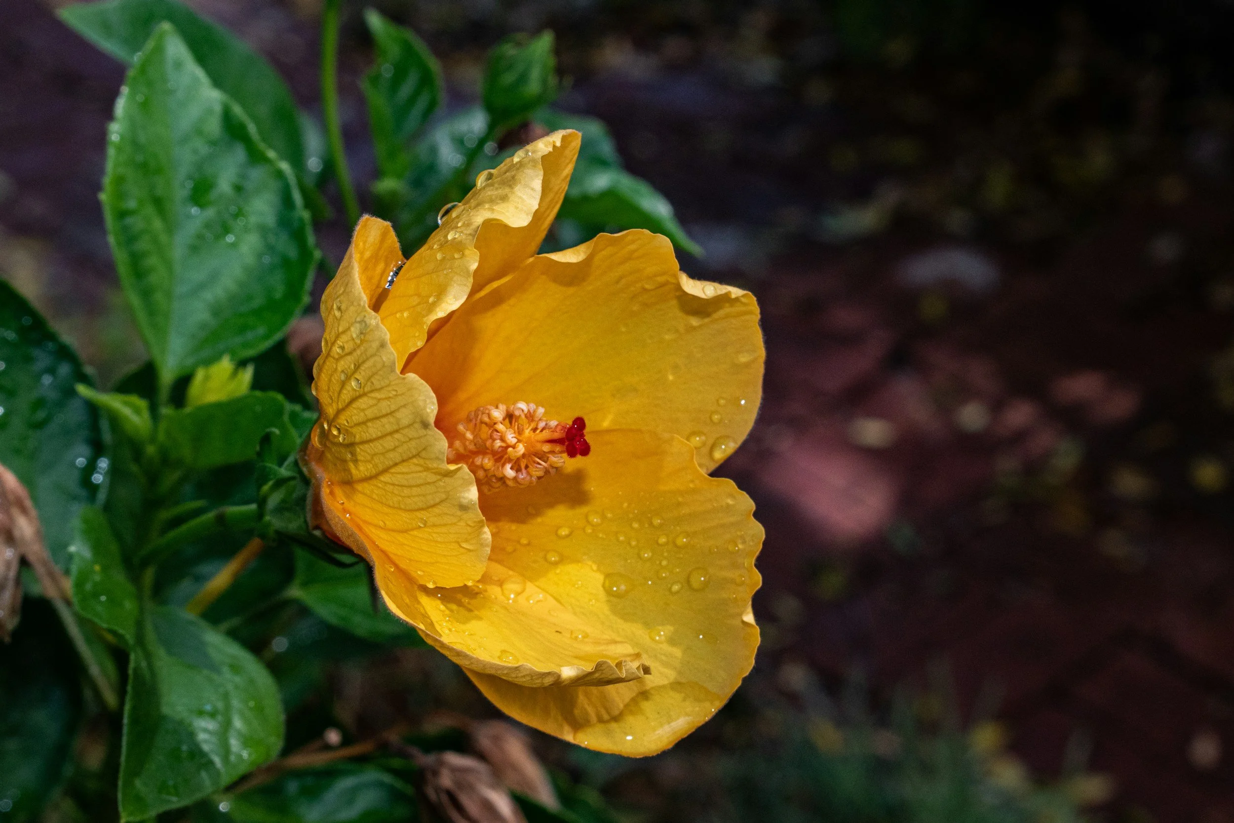 Yellow hibiscus flower with water droplets on petals, surrounded by green leaves.