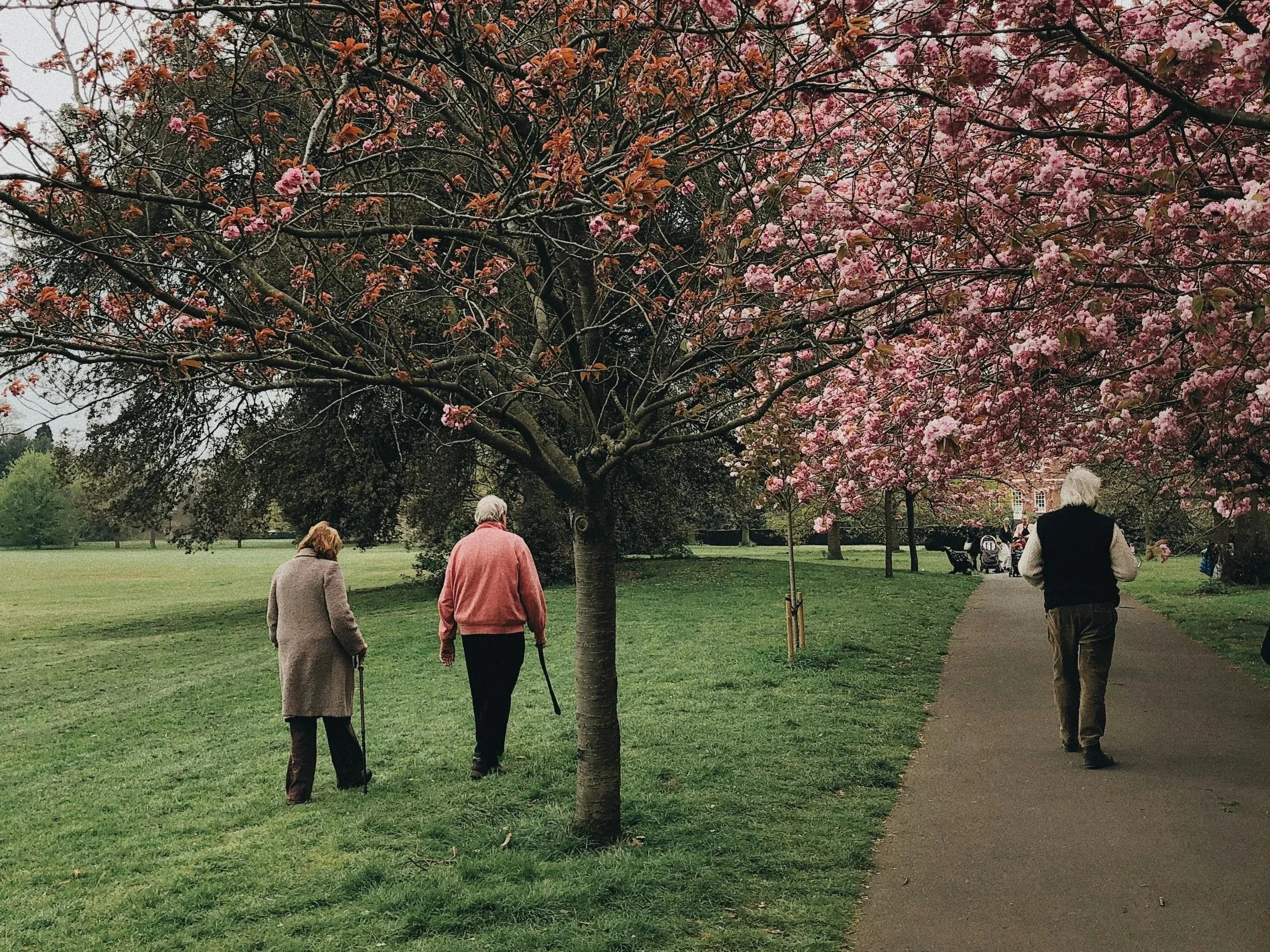 People walking along a park pathway with trees, including a flowering pink cherry blossom tree, on a cloudy day.